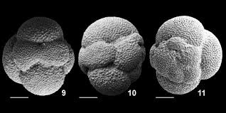Attēlu rezultāti vaicājumam “Physarum obscurum macro”
