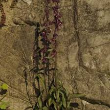 Attēlu rezultāti vaicājumam “Epipactis atrorubens fruit”