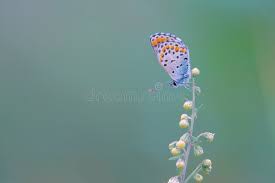 Attēlu rezultāti vaicājumam “Everes argiades”