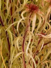 Attēlu rezultāti vaicājumam “Sphagnum”