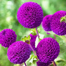 Image result for Dahlia x pinnata `Pompon Lilliput`
