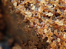 Attēlu rezultāti vaicājumam “Reticularia jurana macro”