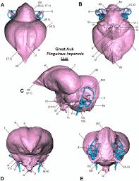 Image result for Pinguinus impennis