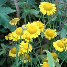 Image result for Anthemis tinctoria