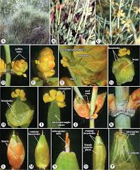 Attēlu rezultāti vaicājumam “Chara aspera male”