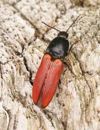 Attēlu rezultāti vaicājumam “Ectinus aterrimus”