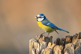 Image result for Cyanistes caeruleus
