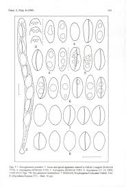 Attēlu rezultāti vaicājumam “Biscogniauxia granmoi”
