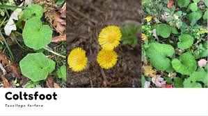 Attēlu rezultāti vaicājumam “Tussilago farfara leaf”