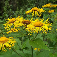 Image result for Inula helenium