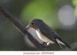 Image result for Ficedula albicilla