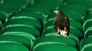 Image result for Wimbledon Hawks