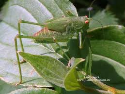 Attēlu rezultāti vaicājumam “Phaneroptera falcata”