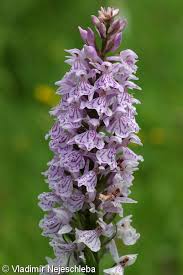 Attēlu rezultāti vaicājumam “Dactylorhiza fuchsii bud”