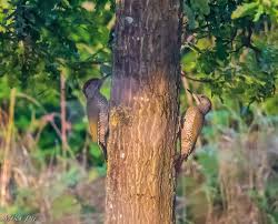 Attēlu rezultāti vaicājumam “Picus viridis”