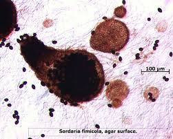 Attēlu rezultāti vaicājumam “Sordaria fimicola”