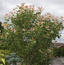 Attēlu rezultāti vaicājumam “Populus x gileadensis”