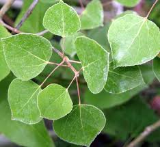 Attēlu rezultāti vaicājumam “Populus laurifolia”