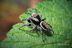 Attēlu rezultāti vaicājumam “Evarcha falcata female”