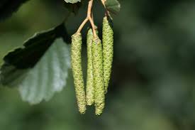 Attēlu rezultāti vaicājumam “Alnus glutinosa flower”