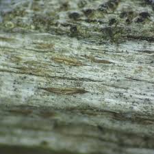 Attēlu rezultāti vaicājumam “Xylographa paralella”