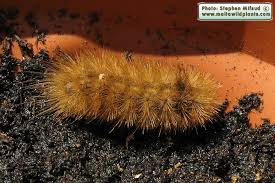 Attēlu rezultāti vaicājumam “Phragmatobia fuliginosa larva”