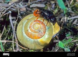 Attēlu rezultāti vaicājumam “Osmia bicolor”