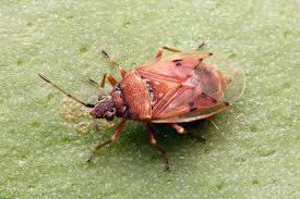 Attēlu rezultāti vaicājumam “Kleidocerys resedae”