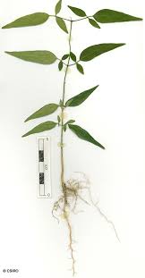 Attēlu rezultāti vaicājumam “Didymium proximum stalked”