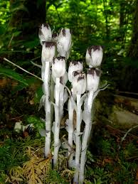 Attēlu rezultāti vaicājumam “Plantago uniflora flower”