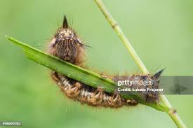 Attēlu rezultāti vaicājumam “Euthrix potatoria”