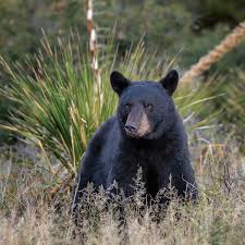 Image result for Clyde Valley Predators