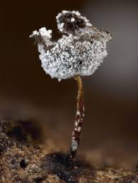 Attēlu rezultāti vaicājumam “Didymium bahiense macro”