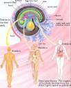 Cells and Tissue