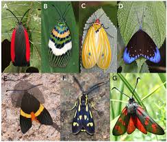 Attēlu rezultāti vaicājumam “Zygaenidae”