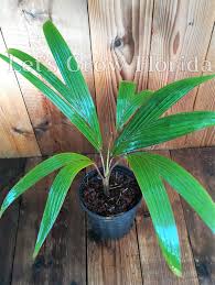 Attēlu rezultāti vaicājumam “Diderma montanum var. album stalked”