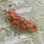 Attēlu rezultāti vaicājumam “Idaea muricata”