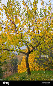 Attēlu rezultāti vaicājumam “Prunus armeniaca”