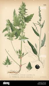 Attēlu rezultāti vaicājumam “Atriplex calotheca flower”