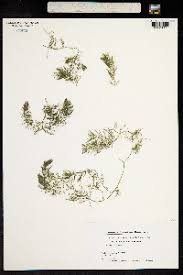 Attēlu rezultāti vaicājumam “Ceratophyllum submersum”