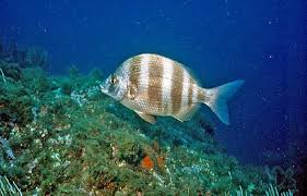 Image result for Diplodus ascensionis