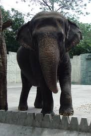 Image result for sad elephant