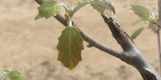 Attēlu rezultāti vaicājumam “Populus alba Nivea”