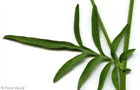 Attēlu rezultāti vaicājumam “Centaurea scabiosa leaf”