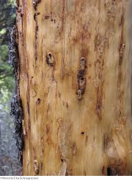 Attēlu rezultāti vaicājumam “Pissodes castaneus”