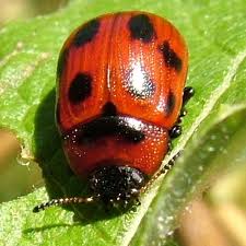 Attēlu rezultāti vaicājumam “Gonioctena”