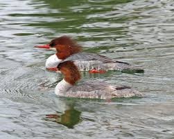 Attēlu rezultāti vaicājumam “Mergus merganser female”