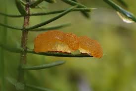 Attēlu rezultāti vaicājumam “Gymnosporangium cornutum”