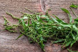 Attēlu rezultāti vaicājumam “Persicaria hydropiper”