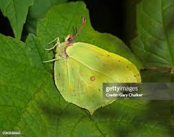 Attēlu rezultāti vaicājumam “Gonepteryx rhamni male”